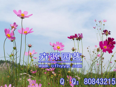 百日草種子直銷,廠商圖片|百日草種子直銷,廠商產(chǎn)品圖片由赤峰市元寶山區(qū)卉源園藝種子經(jīng)銷處公司生產(chǎn)提供-